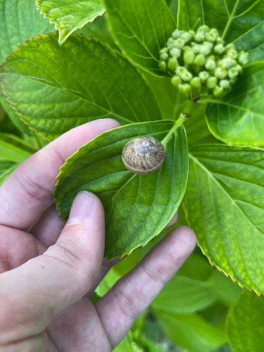 Garden Snail