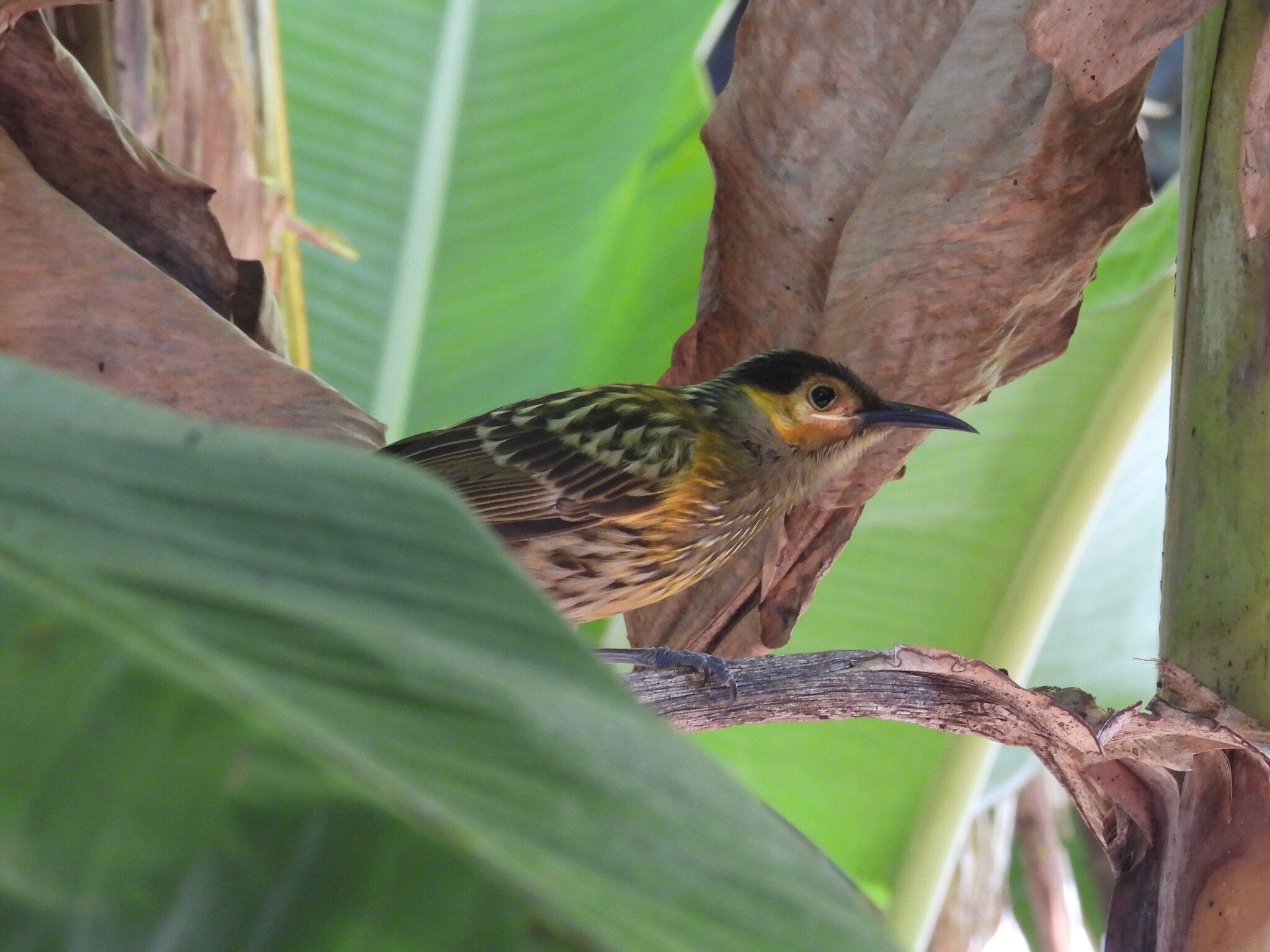 Macleay's Honeyeater (Xanthotis macleayanus), photo 3
