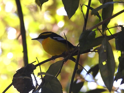 Yellow-breasted Boatbill (Machaerirhynchus flaviventer), photo 10