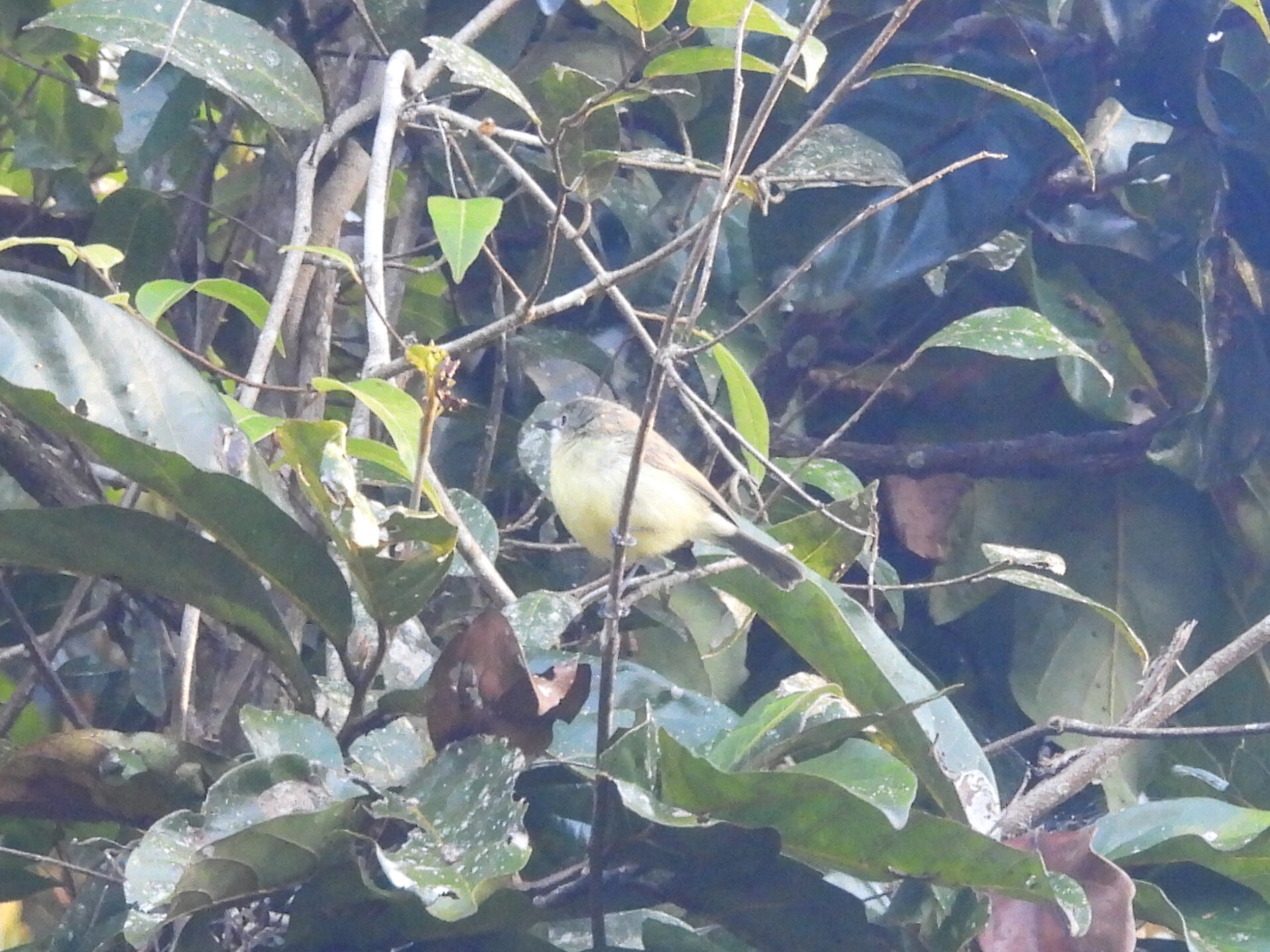 Fairy Gerygone (Gerygone palpebrosa), photo 6