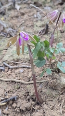 Nervilia plicata, photograph (c) 黃其君, some rights reserved (CC BY)