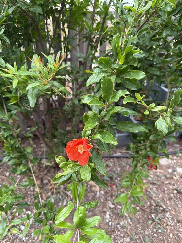 pomegranate