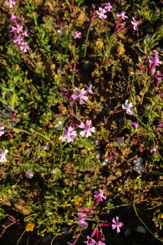 Silene aegyptiaca, photograph 3