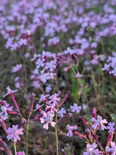 Silene aegyptiaca, photograph 2