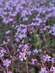 Silene aegyptiaca, photograph (c) Marios Thoma, some rights reserved (CC BY)