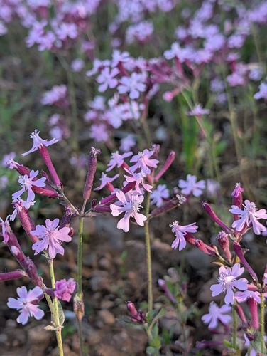 Silene aegyptiaca
