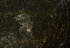 Staurois latopalmatus