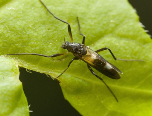 Chasmatonotus atripes photo 3