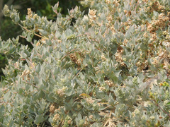 Atriplex maximowicziana