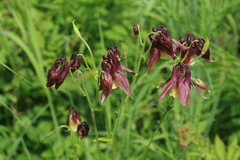 Aquilegia oxysepala