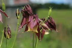 Aquilegia oxysepala