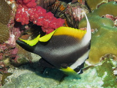 Heniochus singularius