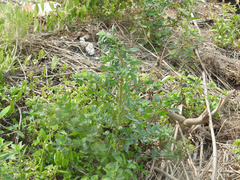 Chenopodium acuminatum virgatum