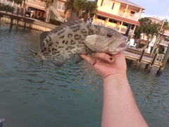 Mycteroperca microlepis