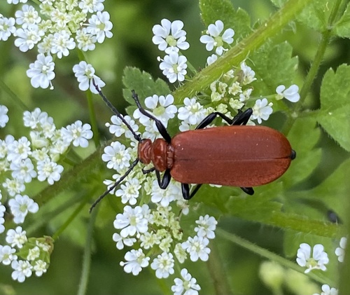 Common Cardinal Beetle