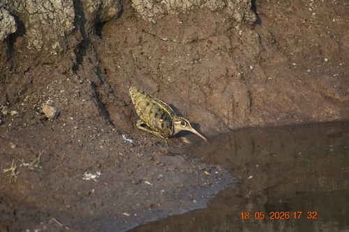 iNaturalist image