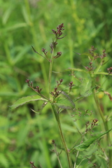 Scrophularia buergeriana