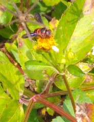 Dianthidium floridiense