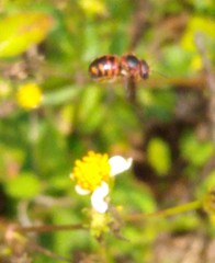 Dianthidium floridiense