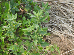 Chenopodium acuminatum virgatum