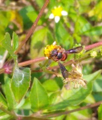 Dianthidium floridiense