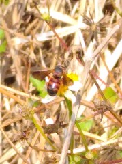 Dianthidium floridiense