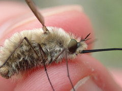 Bombylius venosus