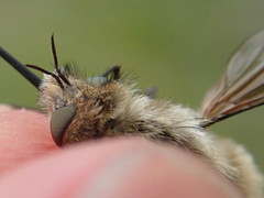 Bombylius venosus