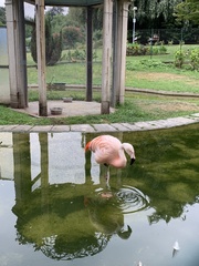 Phoenicopterus