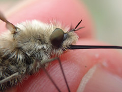 Bombylius venosus