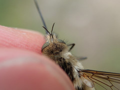 Bombylius venosus