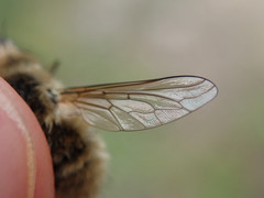 Bombylius venosus