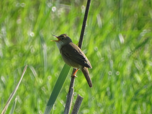 Marsh Warbler (Acrocephalus palustris), photo 7