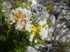 Serruria glomerata × villosa