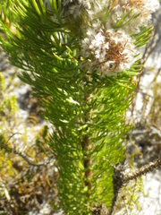Serruria glomerata × villosa