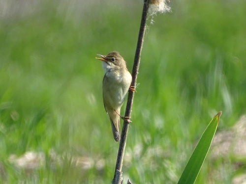 Marsh Warbler (Acrocephalus palustris), photo 8