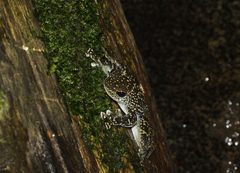Staurois latopalmatus