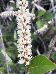 Itea