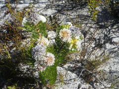 Serruria glomerata × villosa