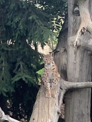 Lynx