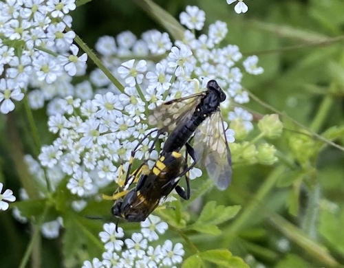 Yellow-spotted Macrophya