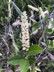 Itea