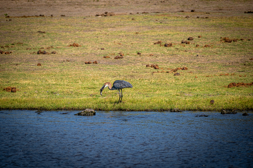 iNaturalist image