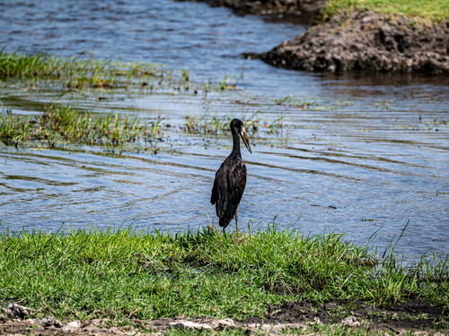 iNaturalist image