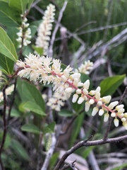 Itea