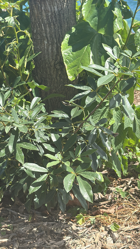 Tabebuia heterophylla observed 2026-05-22