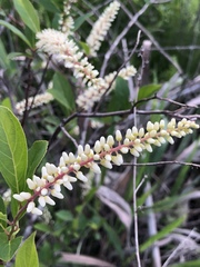 Itea