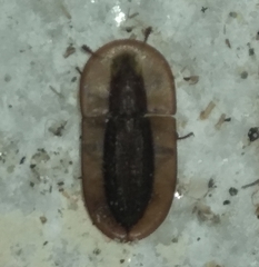 Cossyphus hoffmannseggi