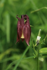 Aquilegia oxysepala