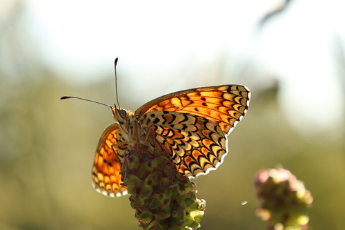 Knapweed Fritillary, Provincia di Pisa, Italia, photo 3 of 10